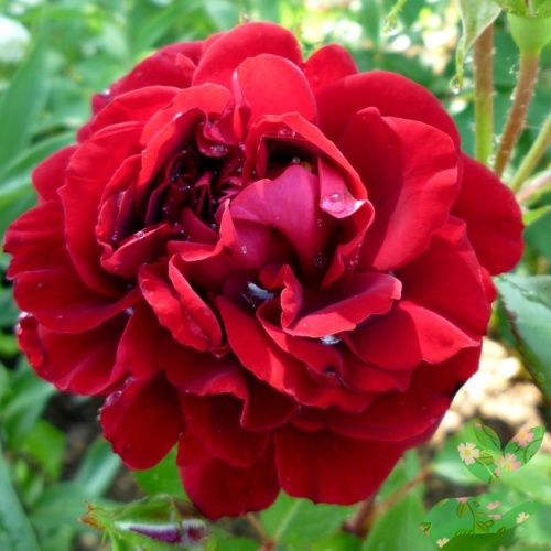 Розы Изабель Реннесанс фото 1