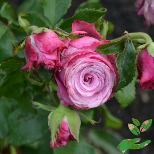 Розы Дип Вотер фото 1