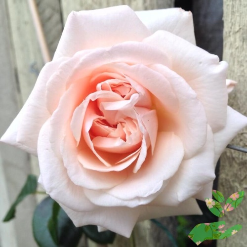 Розы Пенни Лейн фото 1