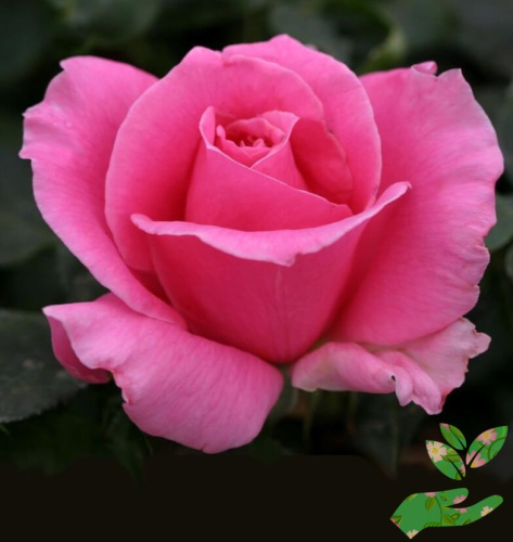 Розы Эйфелева Башня фото 1