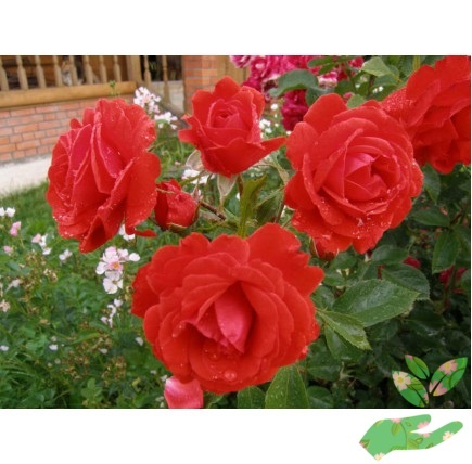 Розы Бриллиант фото 1