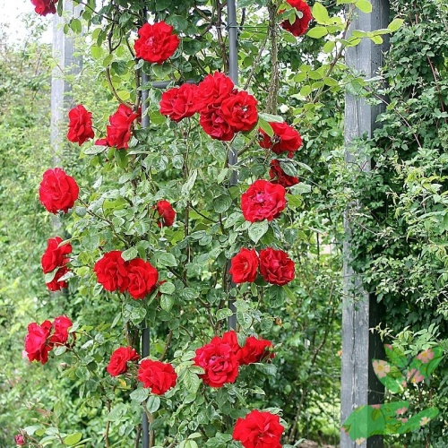 Розы Сантана фото 1