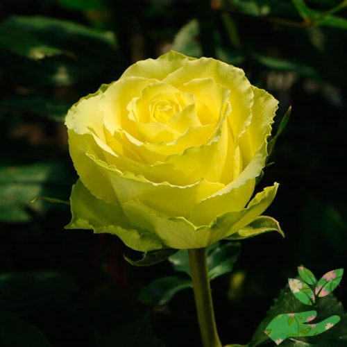 Розы Лимбо фото 1