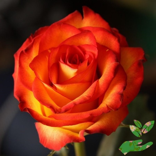 Розы Ксюша фото 1