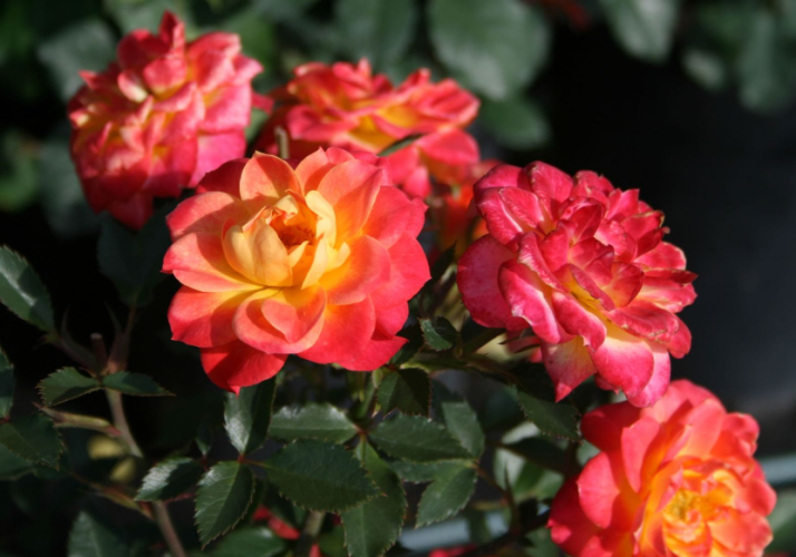 Розы Мандарин фото 3