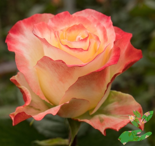 Розы Кабарет фото 1