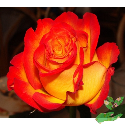 Розы Оранж Джус фото 1