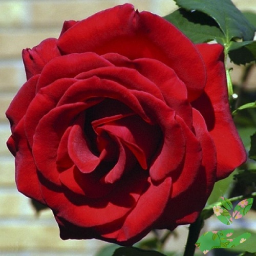 Розы Форевер Янг фото 1
