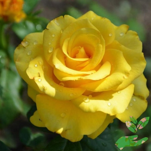 Розы Керио фото 1