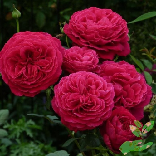 Розы Госпел фото 1