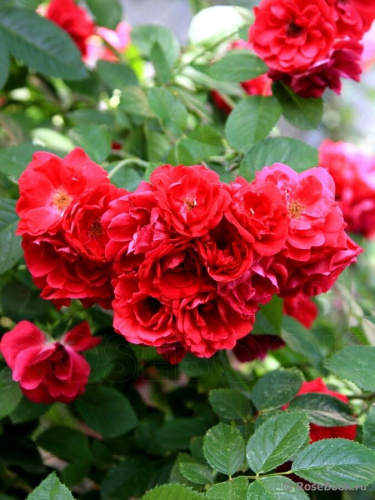 Розы Фая Лобби фото 1