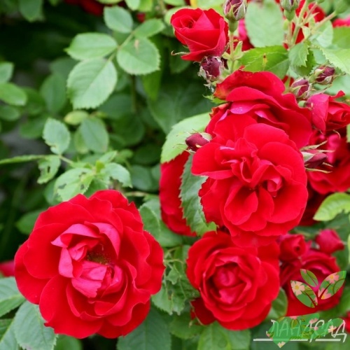 Розы Фламентанц фото 1