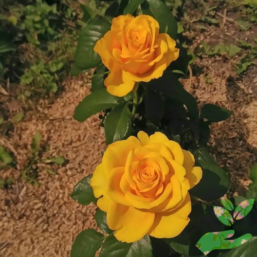 Розы Керн фото 1
