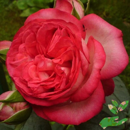 Розы Антик фото 1