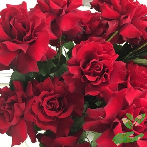 Розы Софи Лорен фото 1