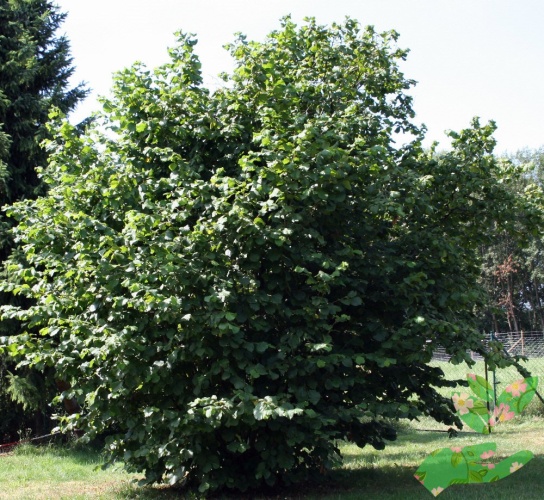 Лиственное дерево Лещина фото 1