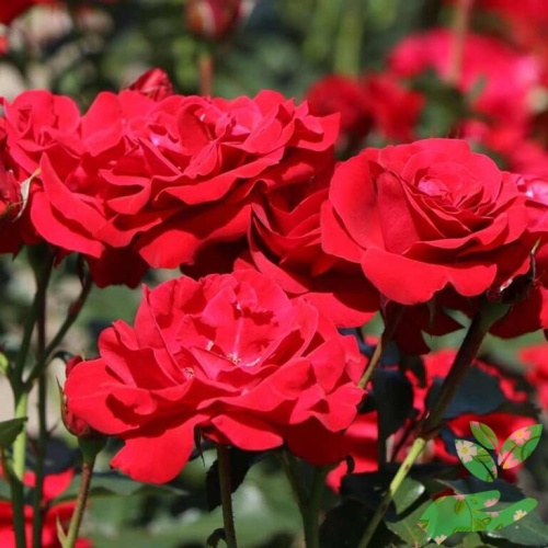 Розы Нина Вейбул фото 1