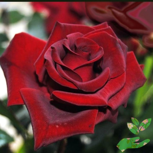 Розы Магнум фото 1