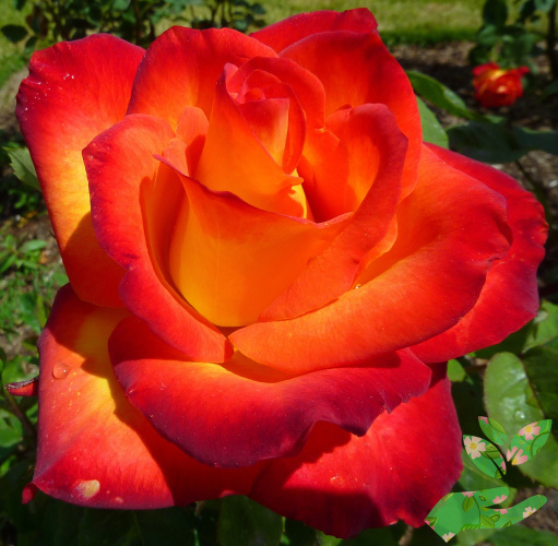 Розы Гоша фото 1