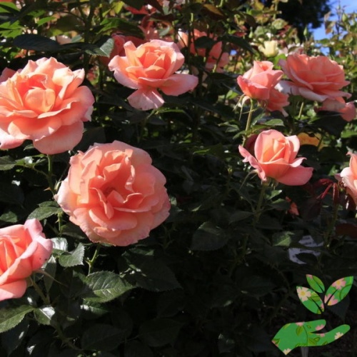 Розы Рене Госсини фото 1