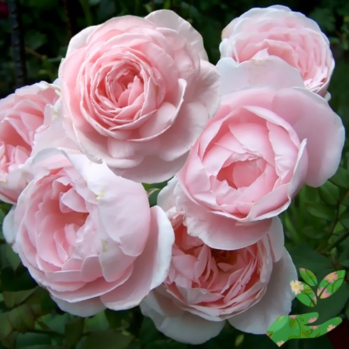 Розы Нахема фото 1