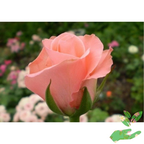 Розы Ленни фото 1