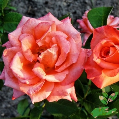 Розы Султан фото 1