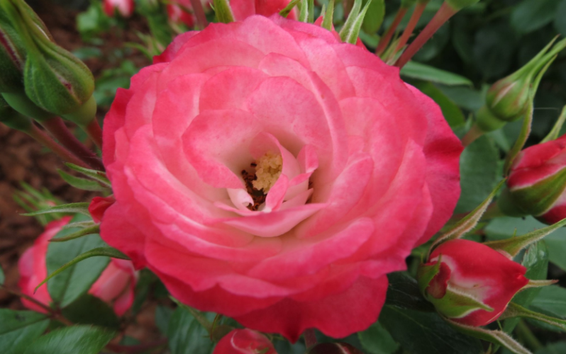 Розы Пат де Велюр фото 2