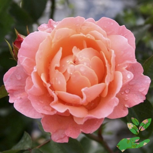 Розы Мари Кюри фото 1