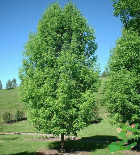 Лиственное дерево Ясень фото 1