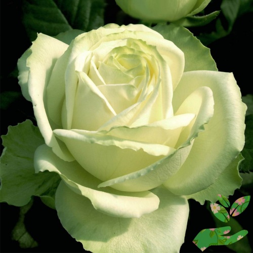 Розы Маруся фото 1