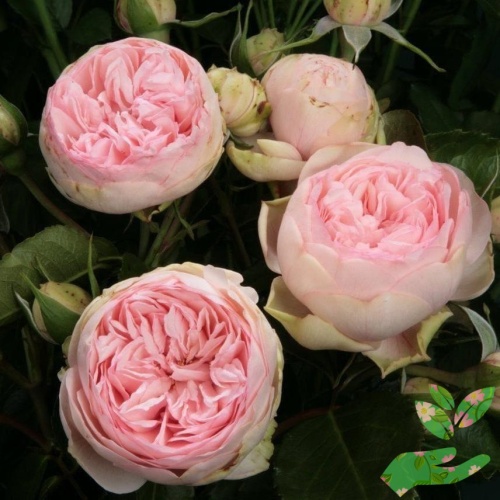 Розы Пиано Чарминг фото 1