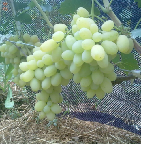 Саженцы винограда Лора фото 3