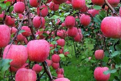 Саженцы яблони Розовый налив фото 2