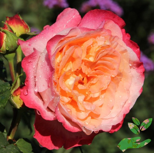 Розы Августа Луиза фото 1