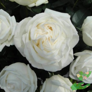 Розы Ломоносов фото 1