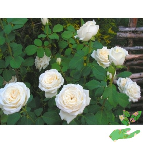 Розы Анастасия фото 1