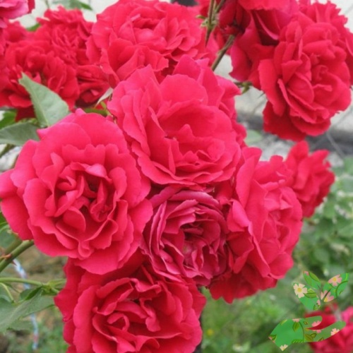 Розы Лев Толстой фото 1
