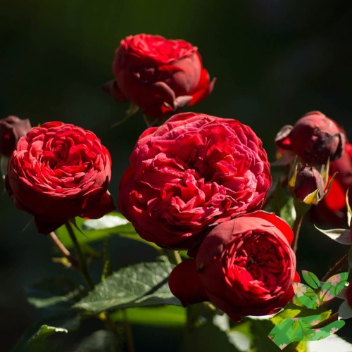 Розы Пиано Ред фото 1