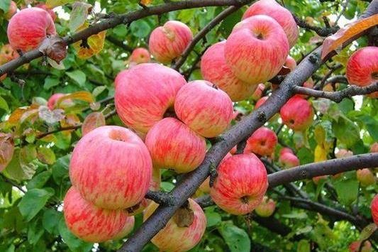 Саженцы яблони Розовый налив фото 4