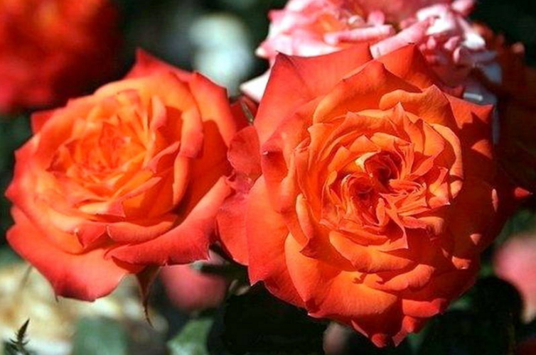 Розы Мандарин фото 2