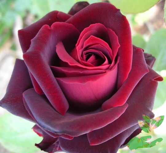 Розы Элегия фото 1