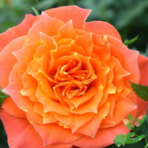 Розы Мандарин фото 1