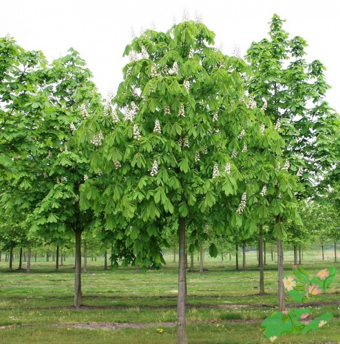 Лиственное дерево Каштан конский фото 1