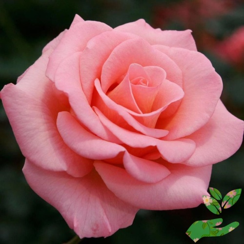 Розы Миледи фото 1