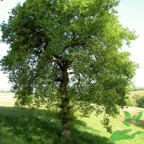Лиственное дерево Дуб фото 1