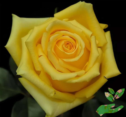 Розы Хаммер фото 1