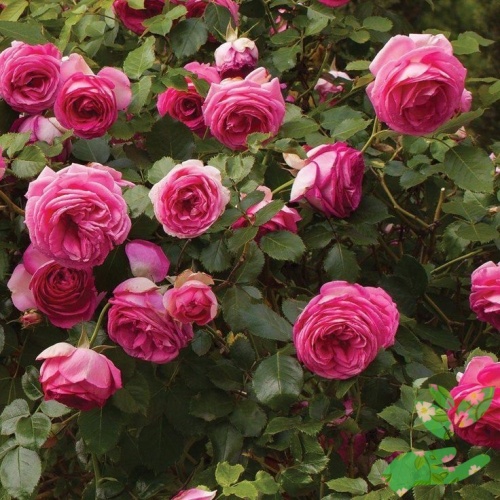 Розы Балет фото 1