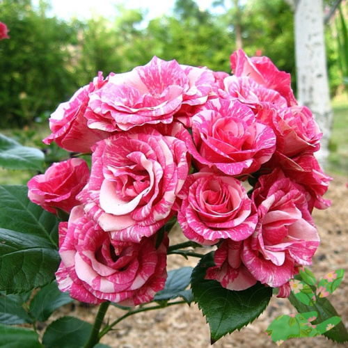 Розы Флеш Данс фото 1