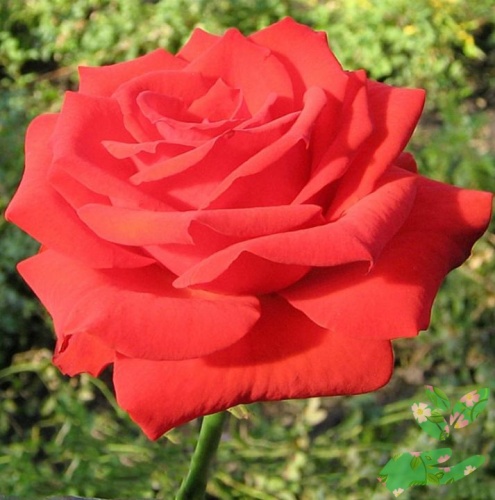 Розы Серенада фото 1